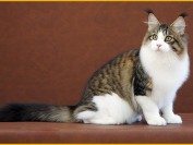 缅因三花三色猫是怎样的?缅因猫三花猫多少钱一只?