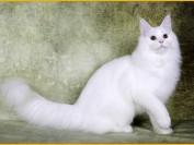 缅因猫价格一览表2021_缅因猫最贵多少钱一只_缅因猫哪种颜色最贵
