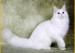 缅因猫英语Maine Coon，缅因异瞳猫并没有那么普遍和常见，怎么看缅因猫？
