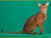 阿比西尼亚猫没有条纹,阿比猫不同颜色价格都差不多