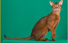 阿比西尼亚猫、红阿比、兔猫是同一种猫吗？谈阿比猫历史