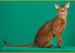 阿比西尼亚猫、红阿比、兔猫是同一种猫吗？谈阿比猫历史
