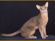 怎样挑选阿比猫的颜色?阿比西尼亚猫不让抱?阿比猫寿命短?