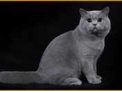 养英国短毛猫注意事项,养蓝猫攻略