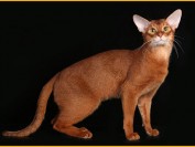 阿比西尼亚猫可以和什么配?阿比猫成年多重?阿比西亚猫多少钱一只?