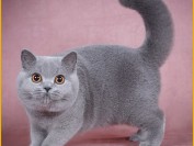 英短成猫吃什么猫粮好?谈英国短毛猫一个月花费