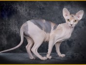 斯芬克斯美系和俄系区别,斯芬克斯猫美系俄系英系德系加系