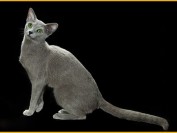 喂养俄罗斯蓝猫一个月要花多少钱?