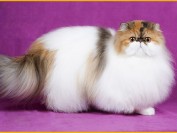 波斯猫多少钱一只?波斯猫好养吗?