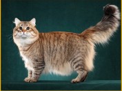 哪些品种的种母需要做血型检测?种母为什么要做血型检测?