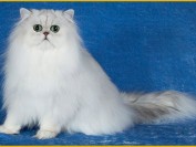 波斯猫的寿命有多久?