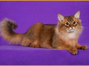 索马里猫好养吗?饲养索马里猫需要注意饮食方面