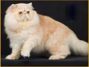 养好波斯猫要注意什么?