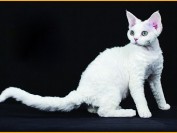 德文帝王猫多少钱一只?谈德文猫多少钱
