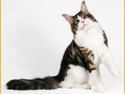 缅因短毛猫、短毛银缅因猫是有问题的?猫猫缅因猫也叫做“巨型缅因猫”