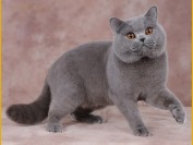 英短猫多少钱一只?谈英国短毛猫价格