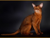 阿比西尼亚猫多大成年?阿比猫能长多长?阿比西尼亚猫有几种颜色?