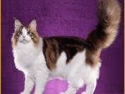 遛缅因猫要定期接种疫苗,缅因猫出门遛要防止受到惊吓跑走