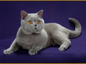 英短蓝猫多少钱一只？英国短毛猫价格灰色