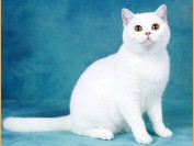 英国短毛猫价格一般多少钱?谈纯种英国短毛猫价格