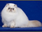 白色波斯猫的价格是多少?