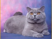 英短蓝猫价格,英短猫多少钱一只2018