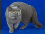 英短蓝猫会认主人吗?英短喜欢主人的表现