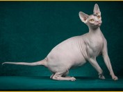 加拿大斯芬克斯猫价格_加拿大无猫毛多少钱一只_斯芬克斯猫为什么贵?