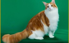 缅因猫在美国的价格一般1000~2000美金，俄罗斯缅因猫样子霸气凶悍