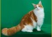 缅因猫在美国的价格一般1000~2000美金，俄罗斯缅因猫样子霸气凶悍
