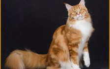 缅因猫坐下时腿有多长？缅因猫五个月体长多长？三千能买到纯种缅因猫吗？