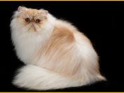 怎样正确帮波斯猫清理泪痕?