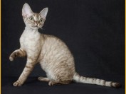 德文卷毛猫价格,谈德文卷毛猫多少钱一只?