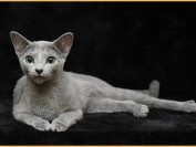 俄罗斯蓝猫为什么还会有其他颜色?