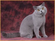 幼猫英短吃什么猫粮好?谈英短吃什么牌子的猫粮