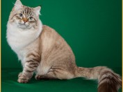 西伯利亚森林猫聪明吗?西伯利亚森林猫粘人吗?