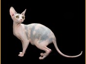 斯芬克斯花色繁育知识_斯芬克斯猫有几种颜色?