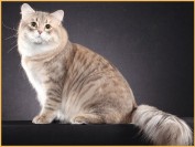 母猫生产前一周要做哪些事?准备哪些东西?