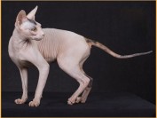 纯种斯芬克斯猫价格_斯芬克斯无毛猫_斯芬克斯多少钱一只?