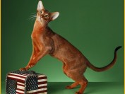 阿比西尼亚猫幼猫品相判断?阿比西尼亚猫吃什么?
