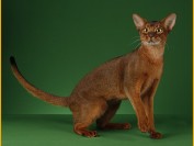 权志龙的猫为什么叫iye Gd的猫iye是什么品种 Cfa猫舍猫咪品种科普 权志龙的猫为什么叫iye Gd的猫iye是什么品种 Cfa猫舍猫咪品种科普