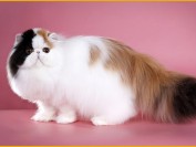 波斯猫品种简介