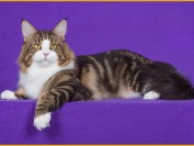 正规猫舍的缅因猫幼仔卖8000-15000元,串的缅因一般200~800元