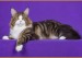 缅因猫凯米尔色特点分析？银虎斑缅因猫的花纹：鱼骨纹、大理石纹、麻纹、斑点纹、玳瑁纹