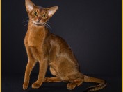 阿比西尼亚猫好养吗?阿比西尼亚猫可以遛吗?