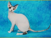 斯芬克斯猫爆毛了,斯芬克斯猫反毛啥意思?