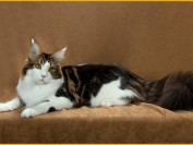 缅因猫纯黑色很多人喜欢,黑色缅因猫价格在8千~1.5万