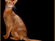 阿比猫一般要一万多,阿比西尼亚猫为什么这么贵?
