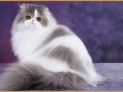 波斯猫什么价格?波斯猫多少钱一只?