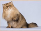 波斯猫的性格是什么样的?